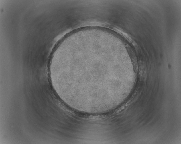 X0000078291264200612011800