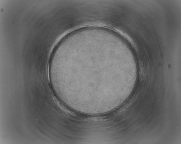 X0000078291272200612011800