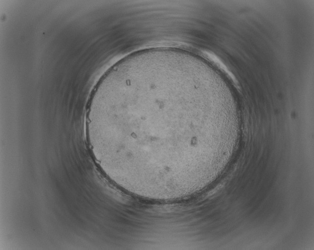 X0000078291276200612011800