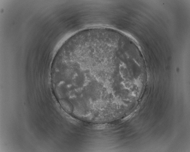 X0000078291279200612011800