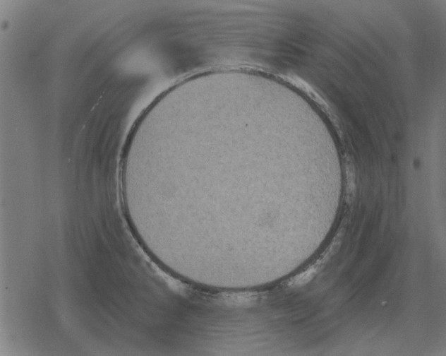 X0000078291286200612011800