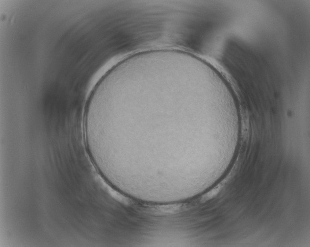 X0000078291294200612011800