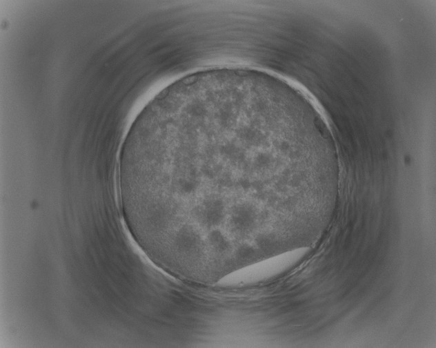 X0000078291295200612011800