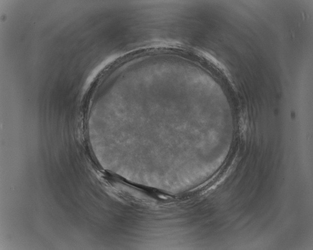 X0000078291310200612011759