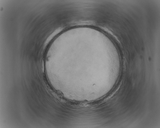 X0000078291317200612011759