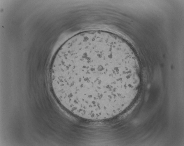 X0000078291517200612011756