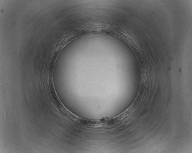 X0000078300504200611031020