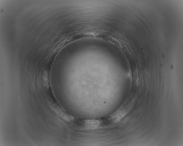 X0000078300234200611031304