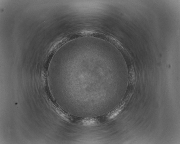 X0000078300762200611031256