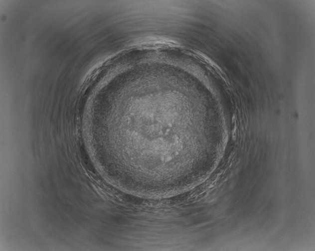 X0000078300775200611031256