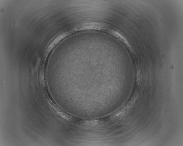 X0000078300882200611031254