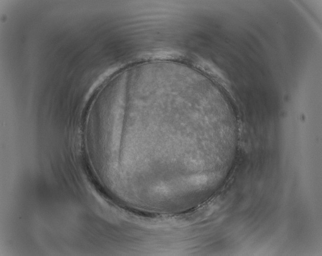 X0000078300012200611101145