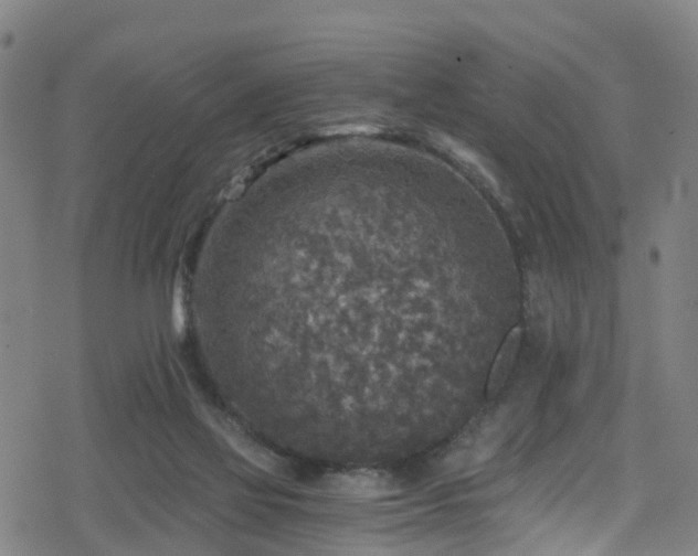 X0000078300069200611101144