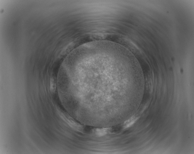 X0000078300134200611101143