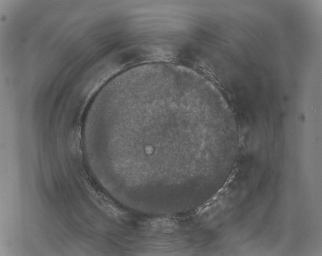 X0000078300146200611101142