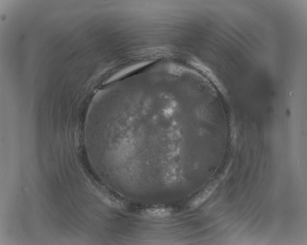 X0000078300161200611101142