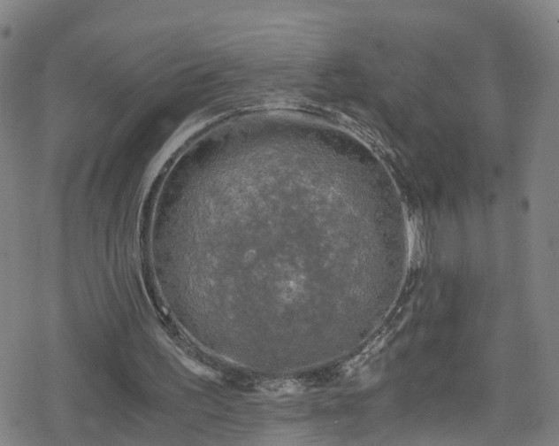 X0000078300195200611101142