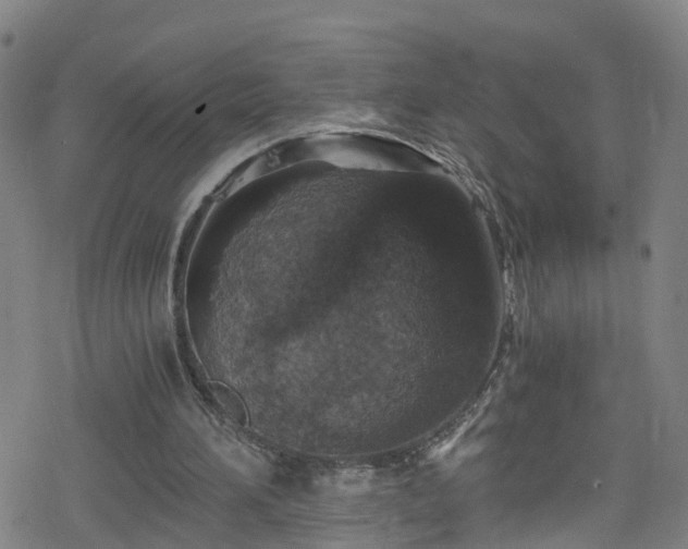 X0000078300196200611101142