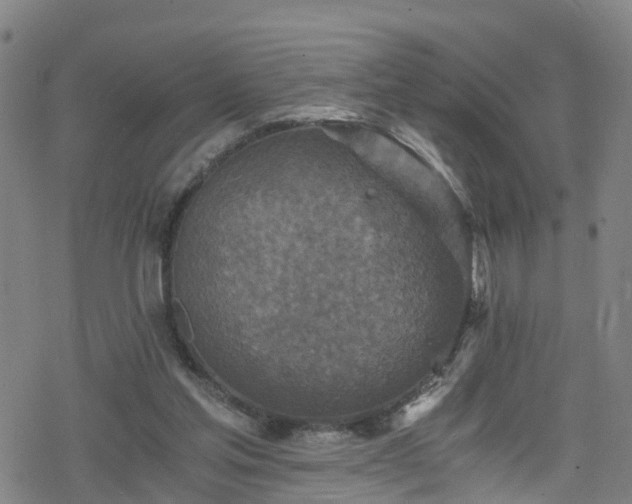 X0000078300205200611101142