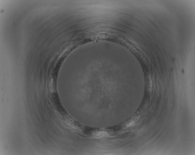 X0000078300224200611101142