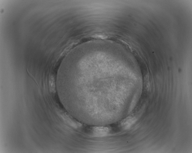 X0000078300234200611101141