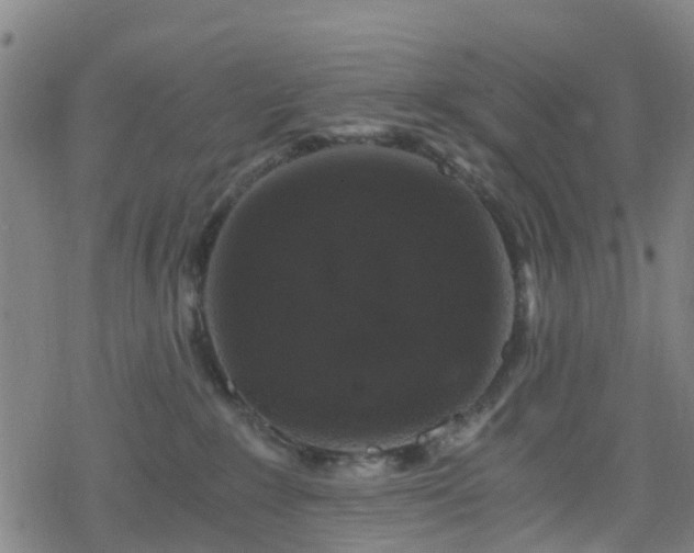 X0000078300235200611101141