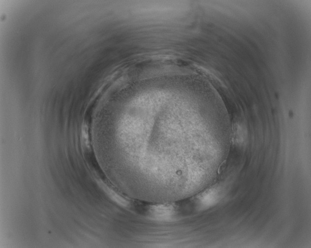 X0000078300238200611101141