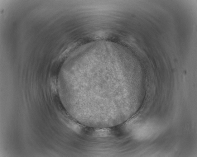 X0000078300240200611101141