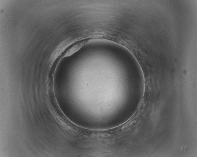 X0000078300242200611101140