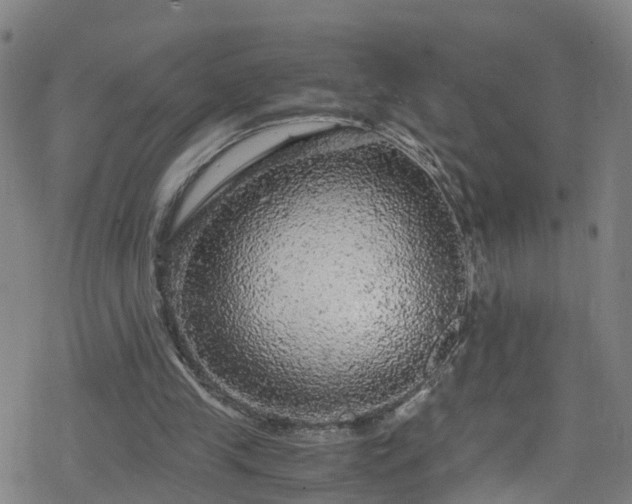 X0000078300245200611101141