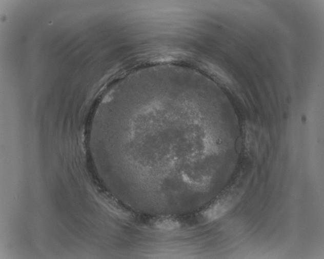 X0000078300258200611101141