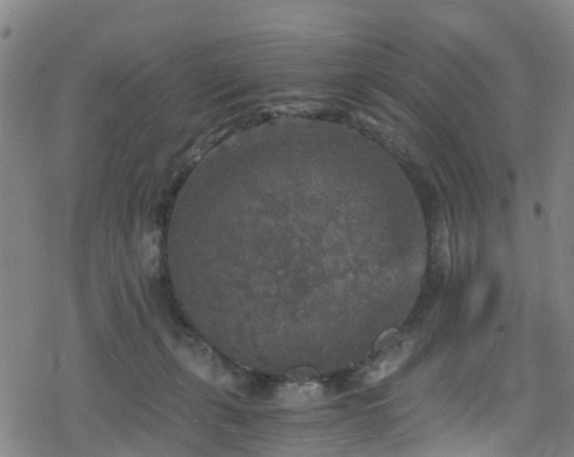 X0000078300271200611101141