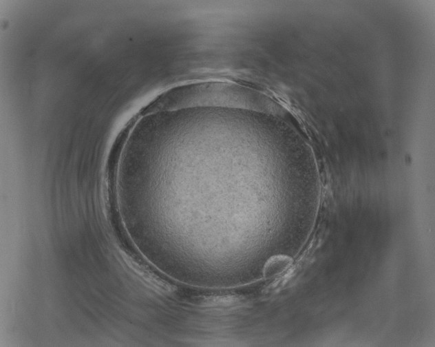 X0000078300342200611101139