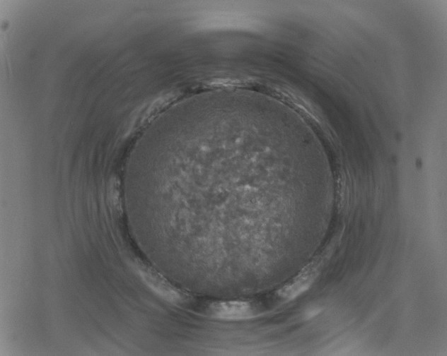 X0000078300361200611101139