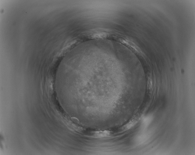 X0000078300363200611101139