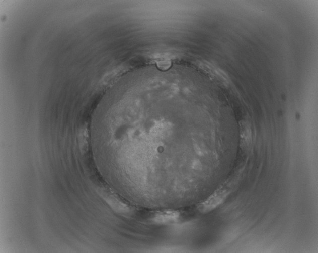 X0000078300369200611101139