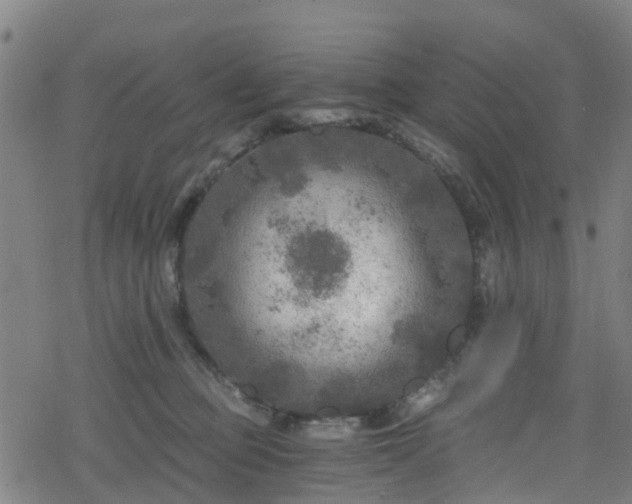 X0000078300373200611101139