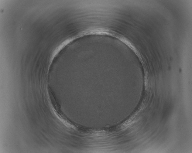 X0000078300438200611101137