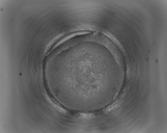 X0000078300442200611101137