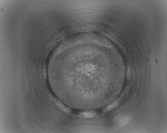 X0000078300466200611101138