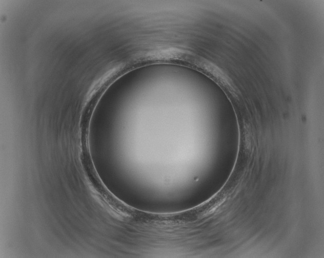 X0000078300486200611101137