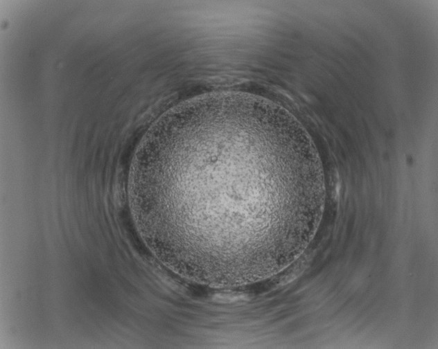 X0000078300515200611101137