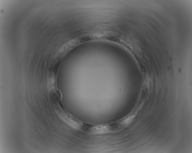 X0000078300526200611101137