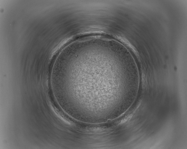 X0000078300533200611101136