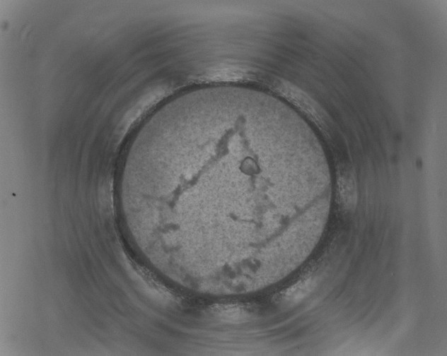 X0000078300534200611101136