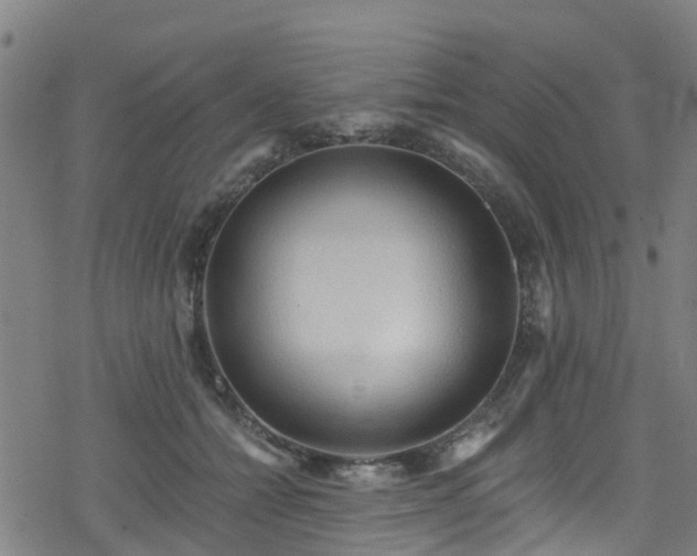 X0000078300558200611101136