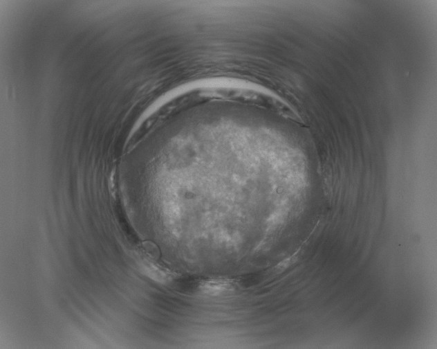 X0000078300175200611172157