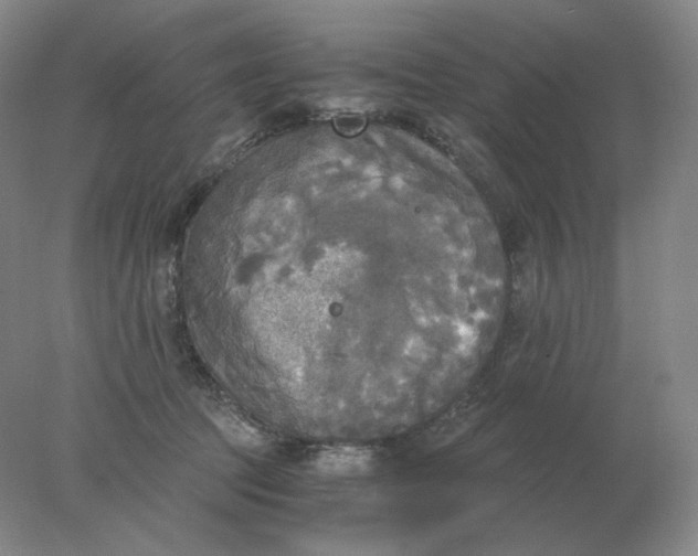 X0000078300369200611172154