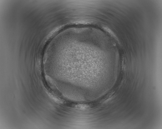 X0000078300444200611172152