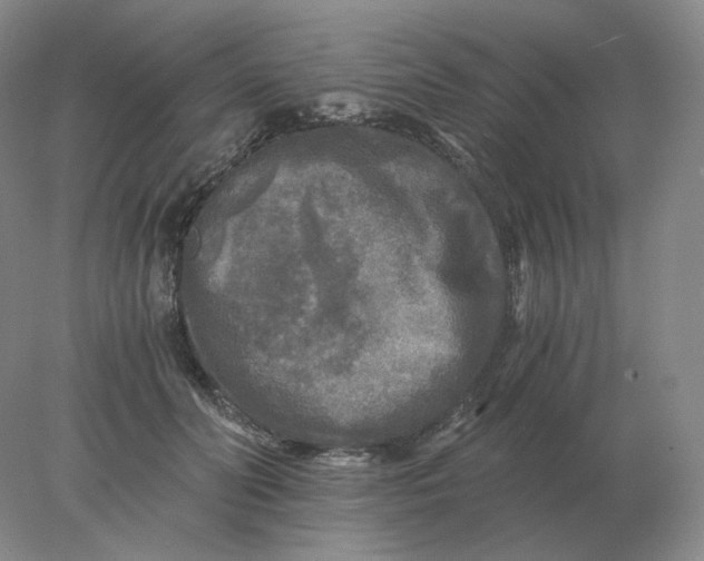 X0000078300606200611172150